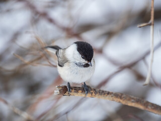 Cute bird the willow tit, song bird sitting on a branch without leaves in the winter.