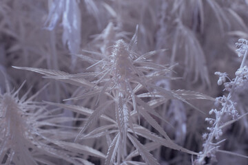 Selective focus of herbal canabis plants growing in the field - infrared photography