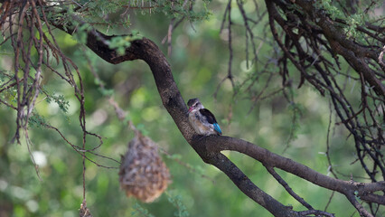 Striped Kingfisher (Halcyon chelicuti) Pilanesberg Nature Reserve, South Africa