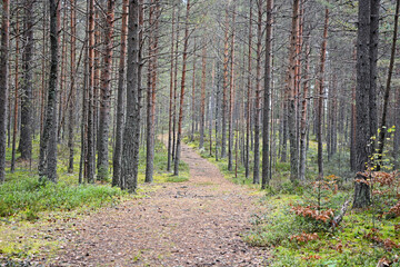 Obraz premium Dark forest with fir and pine trees at the summer