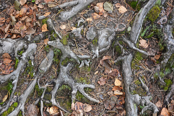 Tree roots. Picture can be used as a background
