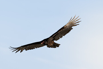 vulture in flight