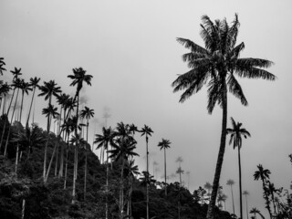 landscape, mountain, nature, sky, mountains, forest, green, summer, fence, travel, tree, grass, path, river, trees, valley, view, clouds, palmtree, coconut, countryside, hill, park, country, colombia,