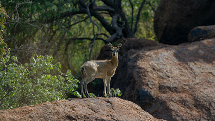 Naklejka na ściany i meble Klipspringer (Oreotragus oreotragus) Pilanesberg Nature Reserve, South Africa