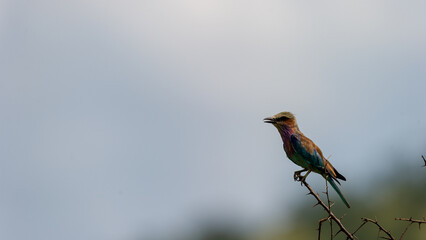 Lilac-breasted Roller (Coracias caudatus) Pilanesberg Nature Reserve, South Africa