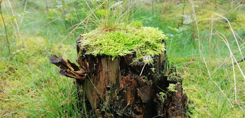 Closeup shot of a tree stump with Peat moss on green grass ground in the forest - obrazy, fototapety, plakaty