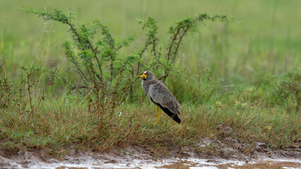 African Wattled Lapwing (Vanellus senegallus) Pilanesberg Nature Reserve, South Africa