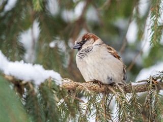 Sparrow sits on a fir branch with snow in winter