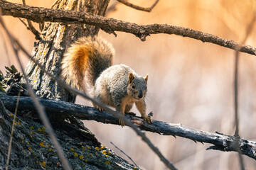 Alert Squirrel on Tree Branch