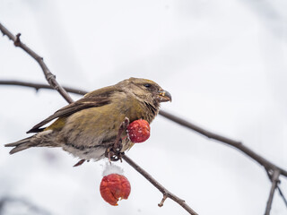 Red Crossbill female sitting on the tree branch and eats wild apple berries. Crossbill bird eats berries.