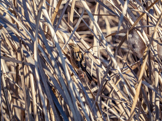 Closeup of a tiny fan-tailed cisticola perched on dried grass in sunlight in Yokohama, Japan