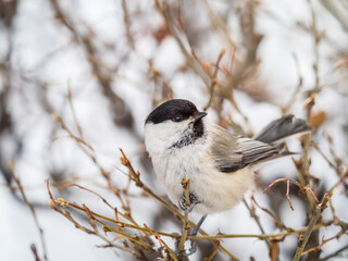 Cute bird the willow tit, song bird sitting on a branch without leaves in the winter.
