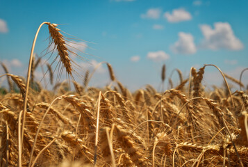 Wheat is the gold of the fields. Ripe spikelets of wheat.
