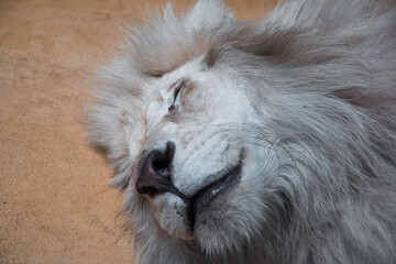 The lion lies on the ground with his eyes closed. Close up of the muzzle. African animal.