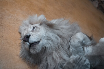 The lion lies on the ground with open eyes. Close up of the muzzle. African animal.