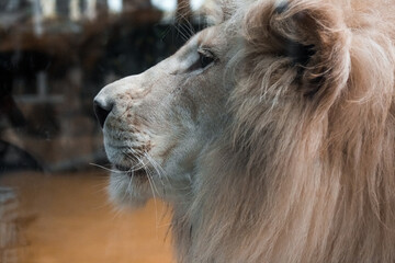 Obraz premium Muzzle of a Lion in profile. Close up of the muzzle. African animal.