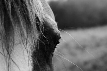 Rustic close up portrait of horse with mane hair and eye against blurred background in black and white.