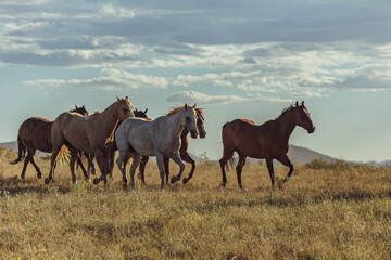 Group of wild horses galloping on a mountainside meadow in rural Texas
