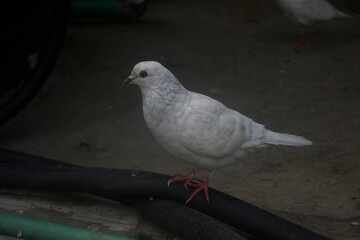 Portrait image of a white pigeon on a black pipe.