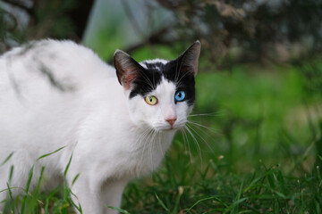 Black and white cat with different colored eyes (yellow, blue) on a background of green grass