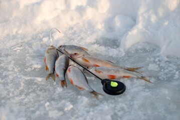Winter roach fishing on the lake, catch.