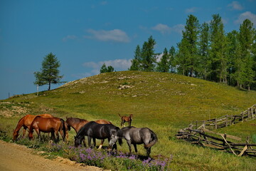 Fototapeta na wymiar Russia. Mountain Altai. Horses graze peacefully on free pastures near the village of Yabogan.