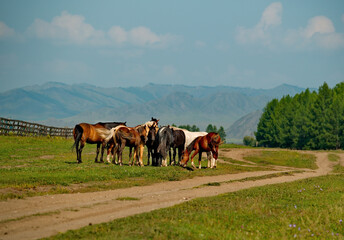 Russia. Mountain Altai.  Horses graze peacefully on free pastures near the village of Yabogan.