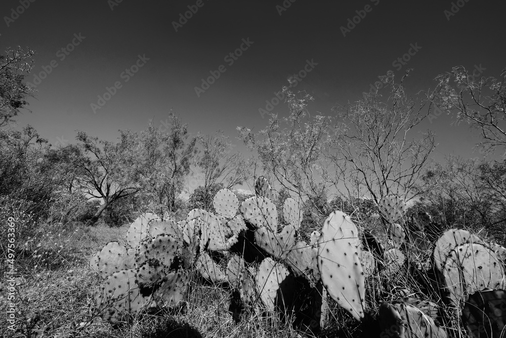 Poster wide angle view of prickly pear cactus in texas landscape close up, black and white plant art. - Posters