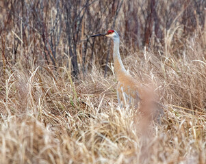 Sandhill Crane