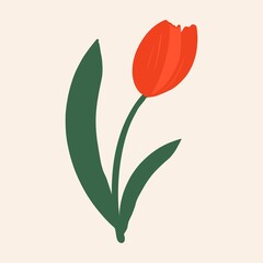 Red tulip on a white background. Flat design, hand drawn cartoon, vector illustration.