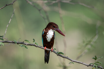 White Throated Kingfisher