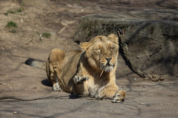 A lioness lies comfortably on the ground and observes her surroundings. The lions sleep about 20 hours a day. Panthera leo persica.