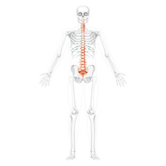 Human vertebral column front anterior view with partly transparent skeleton position, thoracic lumbar spine, sacrum and coccyx. Vector flat natural colors, realistic isolated illustration anatomy 