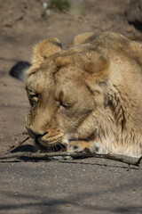 A lioness lies comfortably on the ground and observes her surroundings. The lions sleep about 20 hours a day. Panthera leo persica.