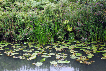 Water Lilies and Plants beside calm Waters of Industrial Canal