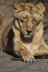 Fototapeta na wymiar A lioness lies comfortably on the ground and observes her surroundings. The lions sleep about 20 hours a day. Panthera leo persica.