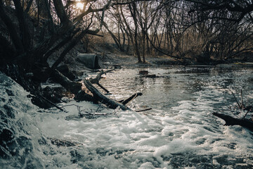 Strong sewage flow. Sewage flows among dead trees