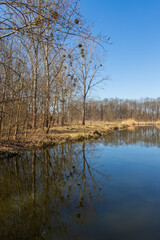 Spring landscape with water. Willows grow around the water.