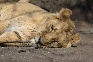 An Asiatic lioness, also known as Panthera leo persica, sleeps peacefully on a rock. The lion is such a big cat of prey.
