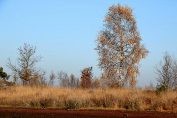 autumn colors in cross border park the Zoom and Kalmthout heath in Belgium, the Netherlands