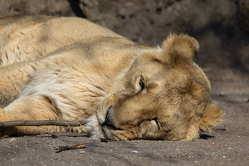 An Asiatic lioness, also known as Panthera leo persica, sleeps peacefully on a rock. The lion is such a big cat of prey.