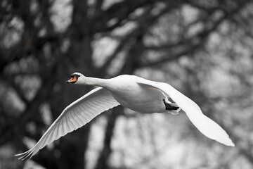 1 White swan (Cygnus) flying with spread wings in front of dark trees. Black white with orange beak. Wildlife. © Jan