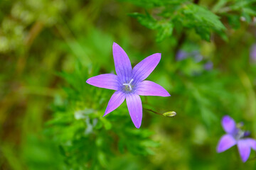 bluebell flower head in green grass, close-up