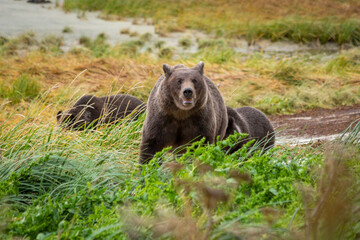 Selective of bears in a field in Alaska