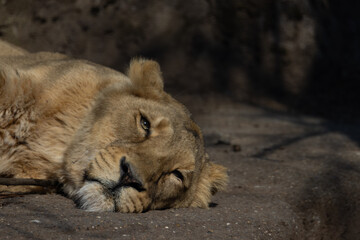 An Asiatic lioness, also known as Panthera leo persica, sleeps peacefully on a rock. The lion is such a big cat of prey.