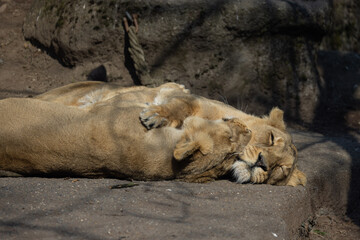 Naklejka na ściany i meble Two lionesses, also called Panthera leo persica, lie on a rock and cuddle with each other. They look so cute together.