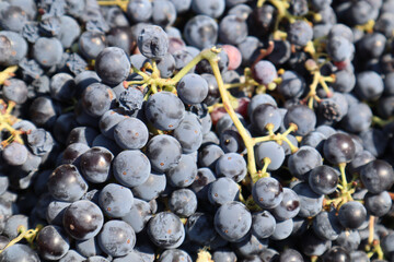 Closeup shot of freshly picked  Zinfandel wine grapes at harvest in a winery in California, USA - obrazy, fototapety, plakaty