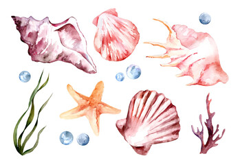 Obraz na płótnie Canvas Shells, starfish, corals, algae isolated on white background. Set of watercolor illustrations. Vacation, summer, sea