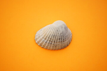 White grey seashell on an orange table in center