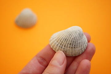 Grey seashell in human fingers on an orange background